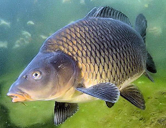 Cyprinus carpio_05.jpg